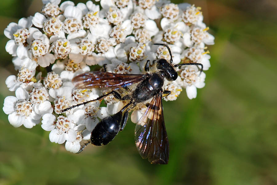 Isodontia mexicana